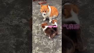 这个视频太可爱了😂#柯基 #萌宠出道计划 #柯基的两副面孔