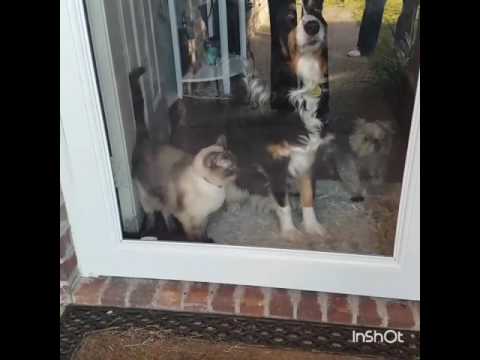 Pets excited to see owner