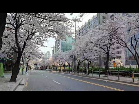 화려한   외출