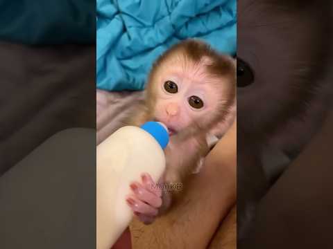 Hello! Baby Monkey😘