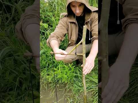 Fish trap #bushcraft #trap #fishing #survival