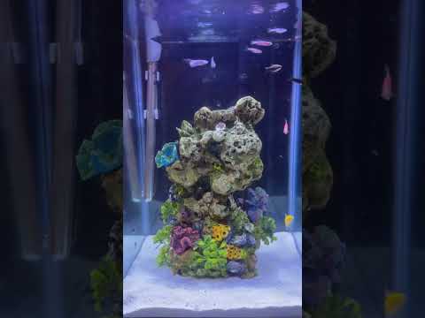 #tetrafish #glofish #glofishtetra #aquarium #aquariumhobby #fishtanklife