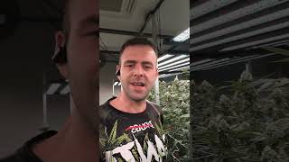 ❤️👑🌿👑🇹🇷 Turkish Green Farmer 🇹🇭🇹🇷👑🌿👑🇹🇷🇹🇭#thailand #pattayavibes #phuketlife #greentalks