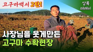 [고구마백서 2탄] 안면도 고구마달인의 수확현장 다녀왔습니다!!