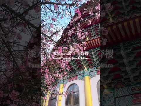 Mini vlog：台灣旅遊｜淡水．天元宮周圍櫻花盛開！｜Lilla 梨柆