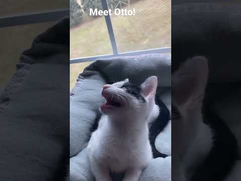 Meet Otto!