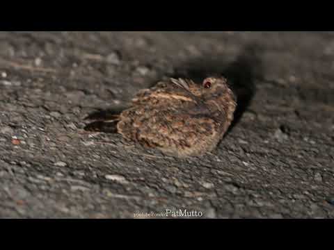 【悠遊鳥】4K | 林夜鷹 | Savanna Nightjar | 劇院式製作 | Cinematic Production