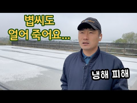 냉해 피해는 쌀농사 에도 영향을 줄 수 있습니다  30대 귀농 쌀직거래