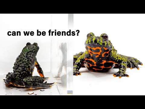 My Toads Finally Met After 6 Months, This Happened