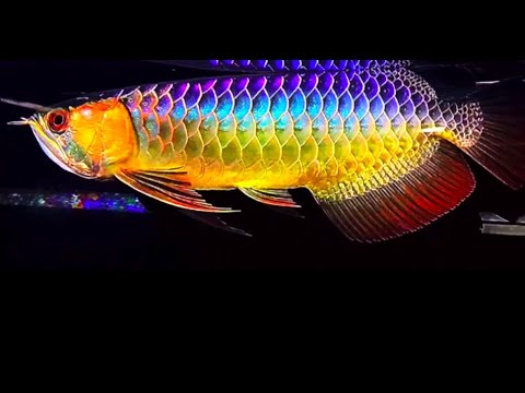 Best Top Highest Grade Sapphire Golden Arowana Fish | Superb Golden Arowana with Sapphire Diamonds