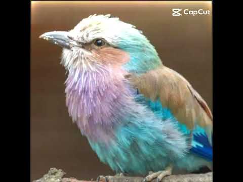 FeatherFamily