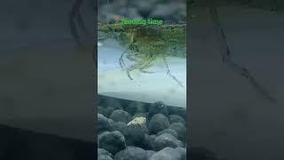 #dwarfshrimp #aquarium #aquascape #feedingfish #millionviews #billionviewsclub #fyp #xyzbca