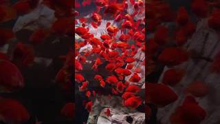 Goldfish 🐠 🐠 🐠 #aquariumgoals #fishyfun #Goldfish
