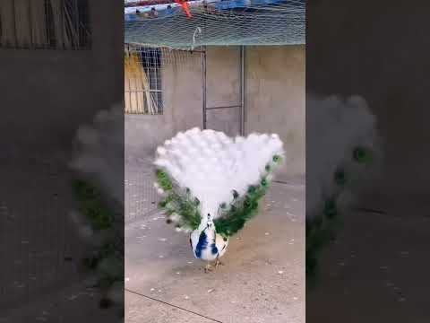 #peacock #peacockdance