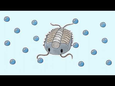 trilobite !! music for cambrian animals