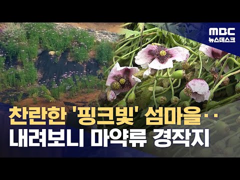 어촌·도서 집안 곳곳 불법 양귀비‥"관상용과 혼동" (2025.05.20/뉴스데스크/MBC)