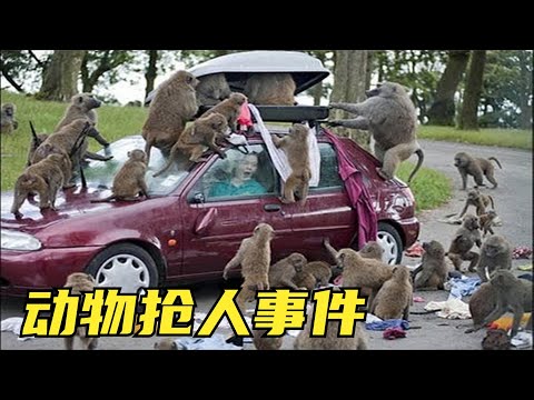 6个离奇的动物抢人事件，外国猴比峨眉山的猴抢人还凶？