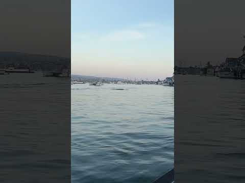 Dolphins 😁🐬