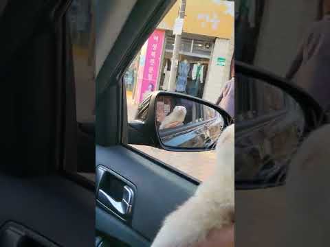 바람에 꿈뻑이는 율무