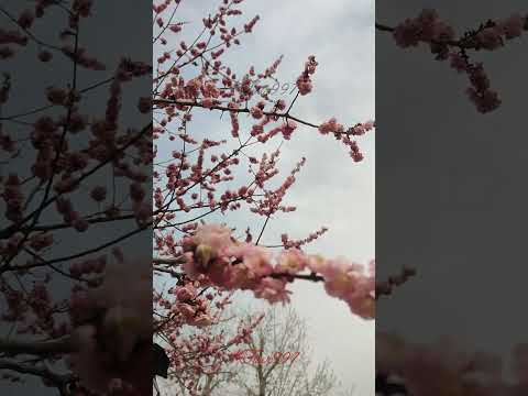 বিশ্বের সবচেয়ে সুন্দর ফুল /শীতের ফুল #ytshorts #nature #beautifulflower #video #video #fb #viral