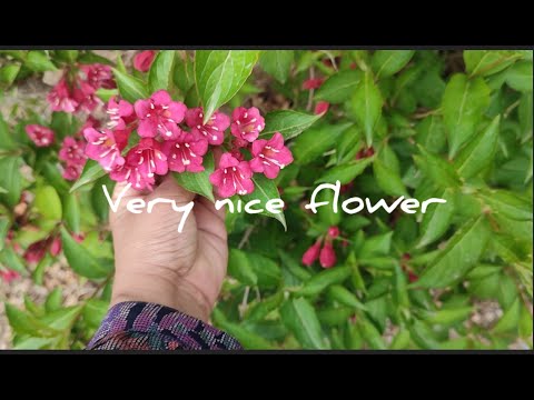 খুব সুন্দর ফুল/ Very nice flower just amazing color.  #flower #spring #nature #ফুল  #বসন্ত  #প্রকৃতি