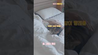 고양이가 귀여워서 못일어나겠어 쓰담쓰담 고롱고롱 골골송 미묘 엄마바리기 귀여운 고양이 빵레옹 cute cat