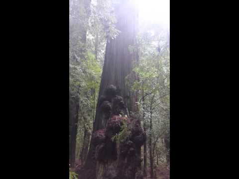 The Avenue of the Giants!