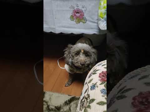 煉獄さんになりたかった犬