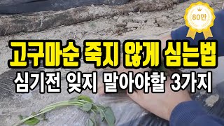 고구마심는방법 :: 고구마심는시기 이렇게 고구마심기 하면 수확까지 손댈일 없어요