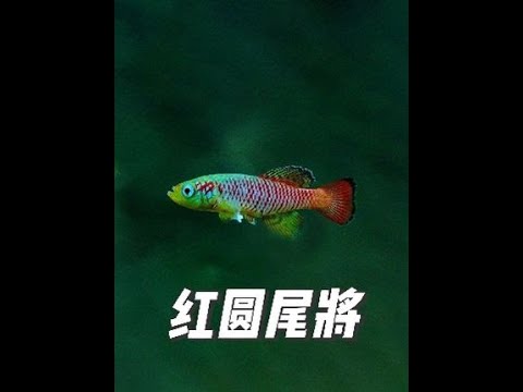 红圆尾鳉 红圆尾鳉 拉丁 学名 Nothobranchius guentheri