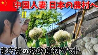 【飯田市】ヤンさん散歩中に道端で高級食材？を発見して大興奮！海外駐在員と中国人妻の日本珍道中の旅 崖っぷち中国深セン・東莞駐在員の日常 【年の差日中夫婦】VLOG159