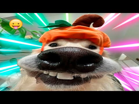 You Laugh You Lose😜 New Funny Cats Video 😹 Funniest Dogs and Cats 2025😼🐶part19