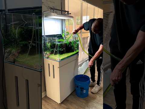 Weekly water changes and tank maintenance #shorts