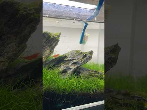 Quick tank cleaning #aquascape #aquarium #aquascaping #plantedaquarium #plantedtank #fishtank