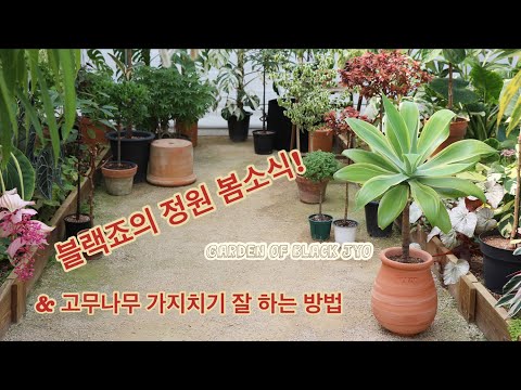 고무나무 가지치기 이거 하나만 알면 잘 할 수 있어요!