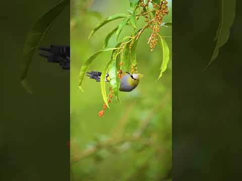 #birds #birdssinging #birdschirping #gardenbirds #birdssounds