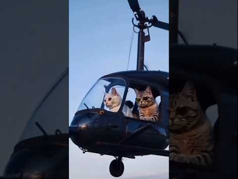 Cats driving Coptar😂👻😂#funnyshorts #yutube #trendingshorts #viralvideo 🥰🥰🥰😂😂😂