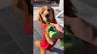 My dog’s Crocs save the day! #goldenretriever #dogdad #crocs