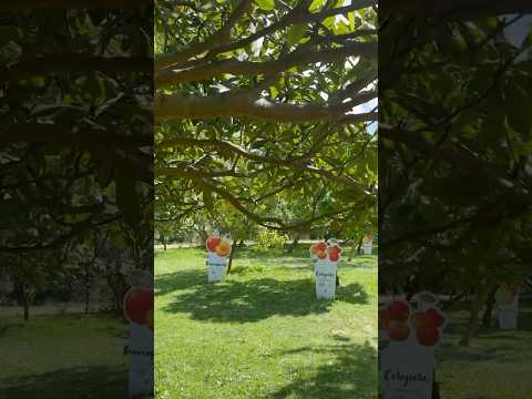 Fruits trees｜Quinta Pedagógica dos Olivais｜kid’s paradise｜Lisbon｜Portugal