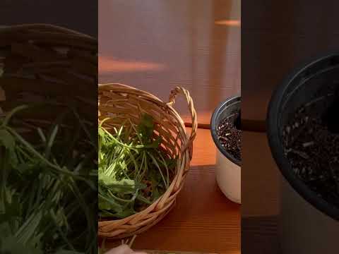 바질 키우기 🌱 잘 키워보자  #마이꼼빠뉴 #베이커리카페