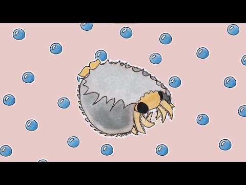 tuzoia !! music for cambrian animals