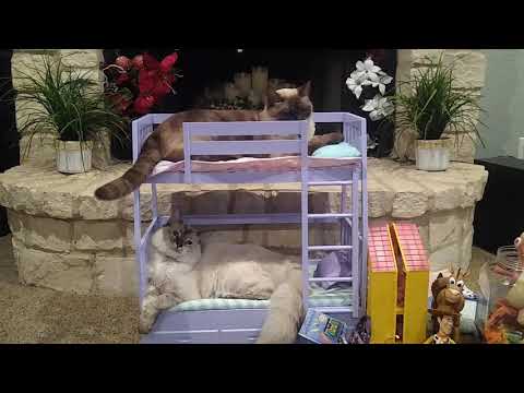 Cats in a bunk bed.