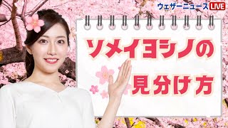 【桜の豆知識】花の裏側に違いあり!? ソメイヨシノ（染井吉野）の見分け方