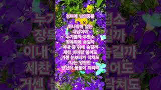 님의등불 정미애 #트로트 #노래 #음악 #사랑 #kpop #트롯 #감성 #님의등불 #정미애