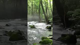 nature sounds#foreststream