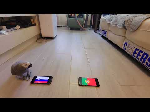 Portugal vs Slovenia。UEFA Euro2024【ParrotPet prediction】football predictions