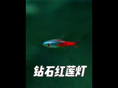 钻石红莲灯 学名（paracheirodon）
