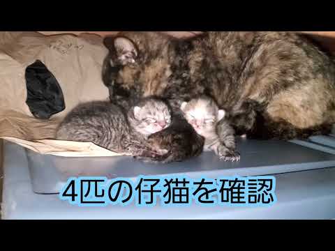 かわいいこねこ