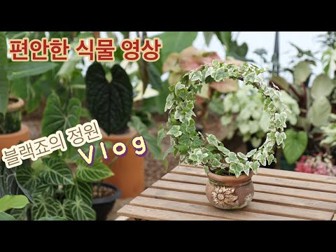 블랙죠의 정원 겨울 일상 / 식물 vlog