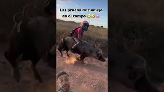 THIS IS HOW YOU HANDLE YOURSELF IN THE FIELD 🤣😂🐽 #field #pig #humor